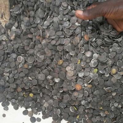 Griffonia Simplicifolia Seeds