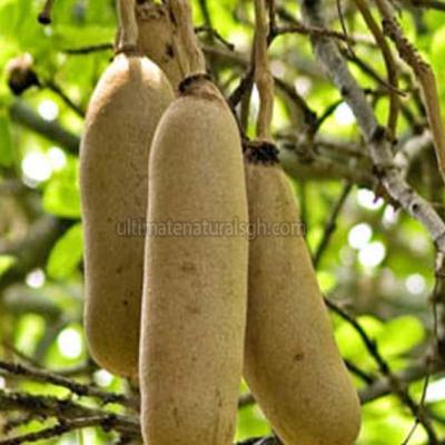 Kigelia Africana Fruit