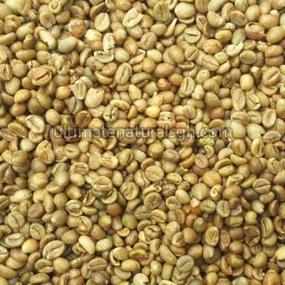 Robusta Coffee