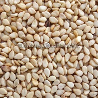Sesame Seed
